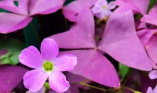 紫叶酢浆草的花语和寓意（紫叶酢浆草花语是什么）