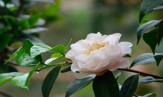 茶花怎么剪枝（茶花怎么剪枝,几月剪枝）