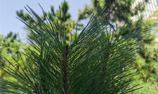 松树扦插繁殖方法 松树扦插繁殖方法图片