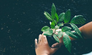 在移栽植物时保护根的方法是什么 移栽植物时保护根的方法是什么?