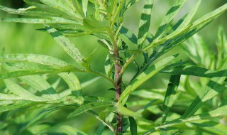 蒌蒿是什么植物蒌蒿蒌蒿 蒌蒿是一种植物因为什么-回答