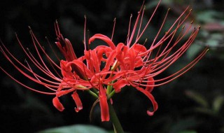 彼岸花的花语（彼岸花的经典一句短句）