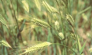 小麦的营养价值及功效与作用 小麦的营养价值和功效与作用