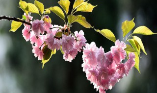 樱花枝怎么水培 水培樱花树