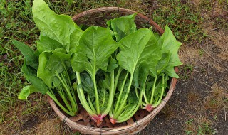 干贝菠菜怎么做（干贝炒菠菜）