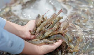 粉丝蒜蓉蒸大虾怎么做（粉丝蒜蓉蒸大虾怎么做的）