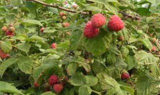 丰满红树莓种植方法（丰满红树莓可以盆栽吗）