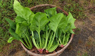 清爽芝麻菠菜墩怎么做 菠菜墩做法窍门