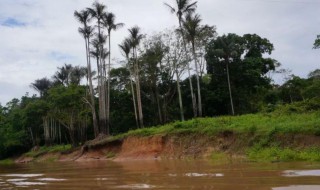亚马逊河流域经过几个国家 亚马逊河途径几个国家
