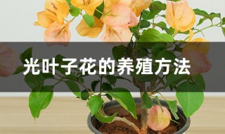 光叶子花的养殖方法（三角梅怎样扦插）