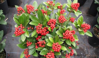 红玉珠怎么养（红玉珠怎么养护荷兰进口）