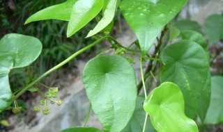 双子叶植物的主要特征 双子叶植物的主要特征有
