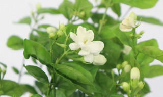 植物叶子冻伤了怎么办（花叶子冻伤了怎么办）