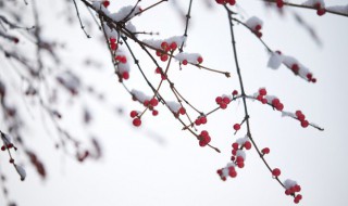 小雪有哪些习俗（小雪有啥风俗）