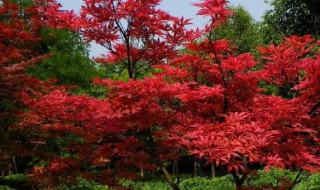 日本红枫的养殖方法和注意事项（日本红枫如何养）