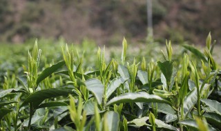 黄金茶属于什么茶（保靖黄金茶属于什么茶）