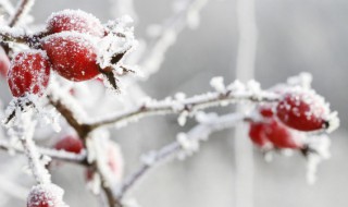 2018年大雪是几月几日（2018年大雪是几月几日啊）