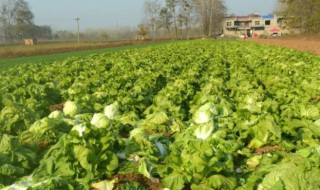 火凤凰大白菜种植方法 火凤凰大白菜种植方法图解