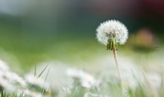 蒲公英茶的功效是什么 蒲公英茶的功效是什么样的