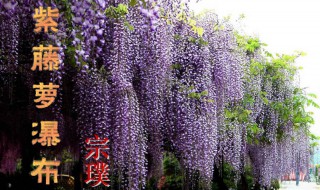 紫藤萝瀑布从哪些方面写到花之生命?（紫藤萝瀑布作者对生命的感悟）