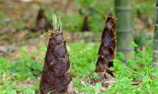 竹笋种植前景如何（人工种植竹笋市场前景怎么样）