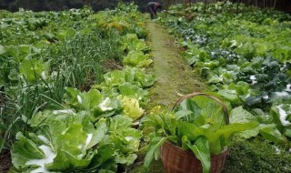 菜园土地太硬怎么办（菜园改良土壤最好的方法）