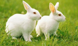 兔子可以一个笼子养两只吗（兔子可以一个笼子养两只吗）