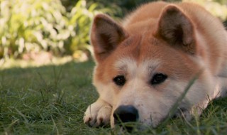 秋田幼犬怎么挑选 秋田犬选择