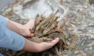 红袍大虾制作方法（醉虾大红袍虾的做法）