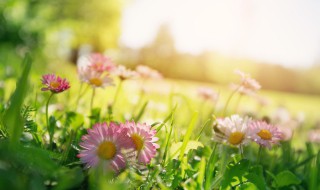 花卉种子育苗的技术和方法 花卉种子育苗的技术和方法视频