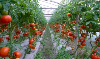 冷棚西红柿的种植方法和时间（冬天温棚种西红柿的时间）