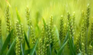 种小麦的技巧和方法 家种小麦的方法