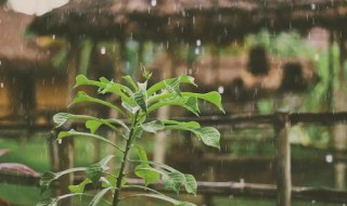 好雨知时节时节是什么节气（好雨知时节时节是什么节气的诗句）