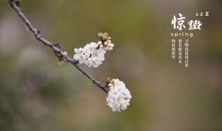 惊蛰节气吃什么（惊蛰节气吃什么食物）