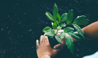 植树节手抄报文字内容 植树节手抄报文字内容简短小囗号