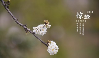 惊蛰节气的特点和风俗（春分节气的特点和风俗）