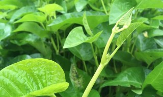 藤菜的功效与作用 藤菜的功效与作用及食用方法