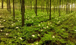 林下种植什么最简单 林下种植什么最简单中药