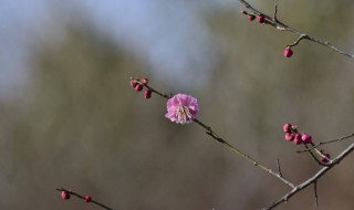 梅花修剪时间 梅花修剪时间和方法