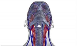 颈动脉的部位在哪里（颈动脉在哪个部位）