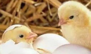 普通鸡蛋能孵出小鸡吗（受精蛋和普通蛋有什么区别）