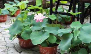 碗莲种植时间 碗莲种植最佳时间