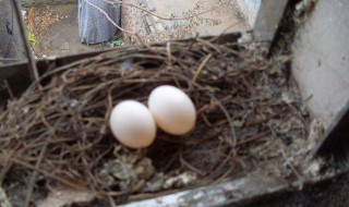 斑鸠几天可以孵化出来 斑鸠几天可以孵化出来小鸟