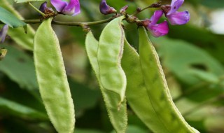 梅豆怎么种 梅豆怎么种植管理