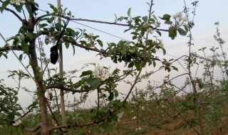 果树花芽早春防冻方法（果树花芽早春防冻方法视频）