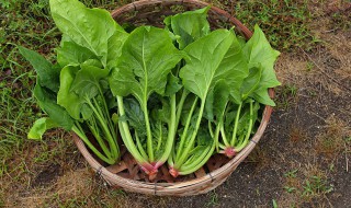 露地菠菜种植的方法与时间 露地菠菜立冬能种吗