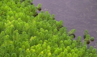金鱼藻是藻类植物吗（金鱼藻水草）
