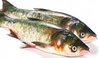 花鲢鱼的功效与作用 花鲢鱼和白鲢鱼的区别图片