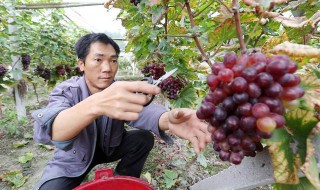 北方葡萄什么时候出土（北方葡萄什么时候出土好）