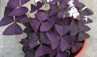 紫叶酢浆草盆栽有毒吗 紫叶酢浆草盆栽有毒吗怎么养